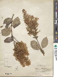 Syringa tomentella subsp. sweginzowii image