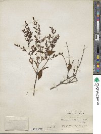 Syringa tomentella subsp. sweginzowii image