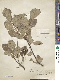 Syringa tomentella subsp. sweginzowii image