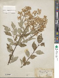 Syringa tomentella subsp. sweginzowii image