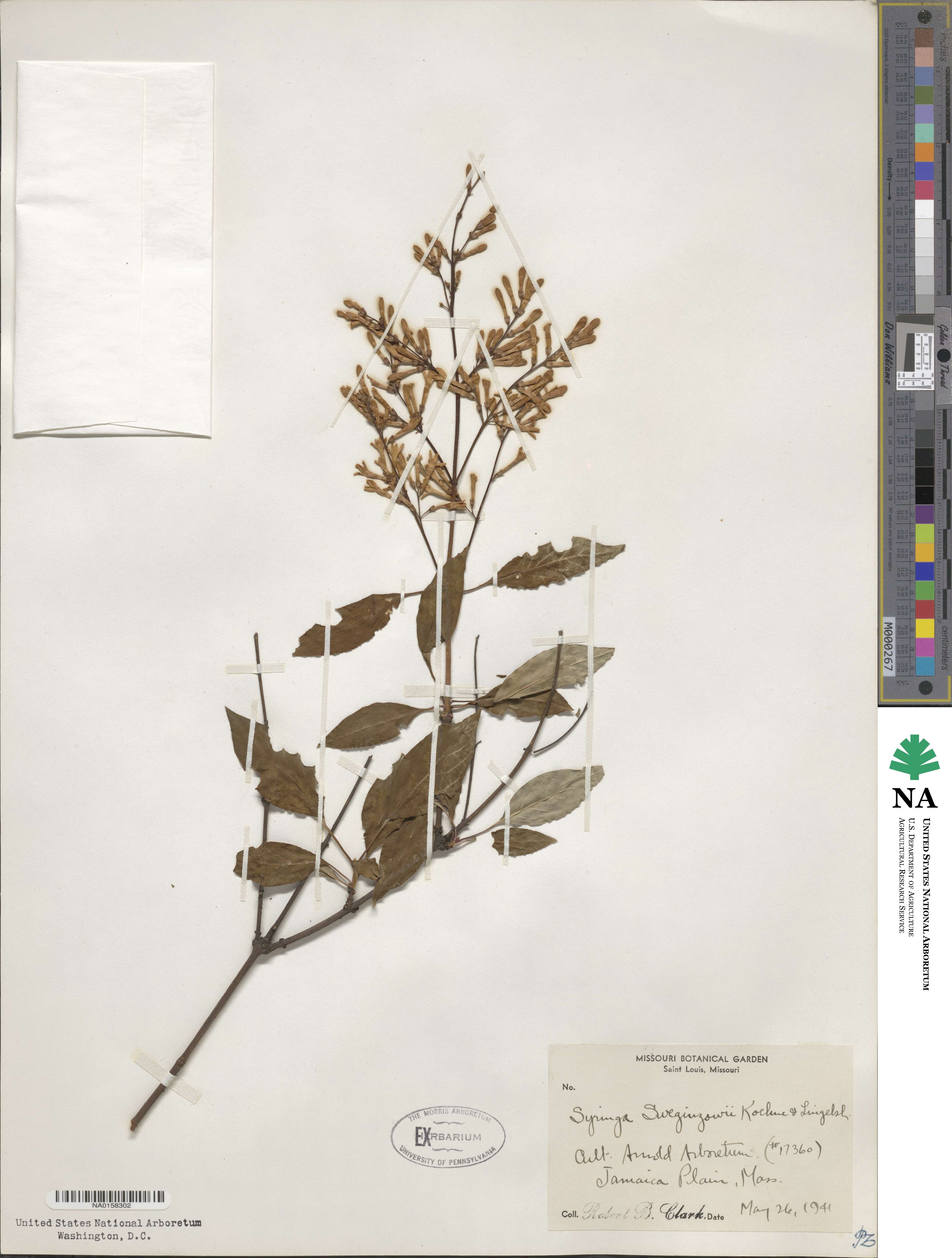Syringa tomentella image