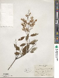 Syringa tomentella subsp. sweginzowii image