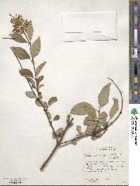 Syringa tomentella subsp. sweginzowii image