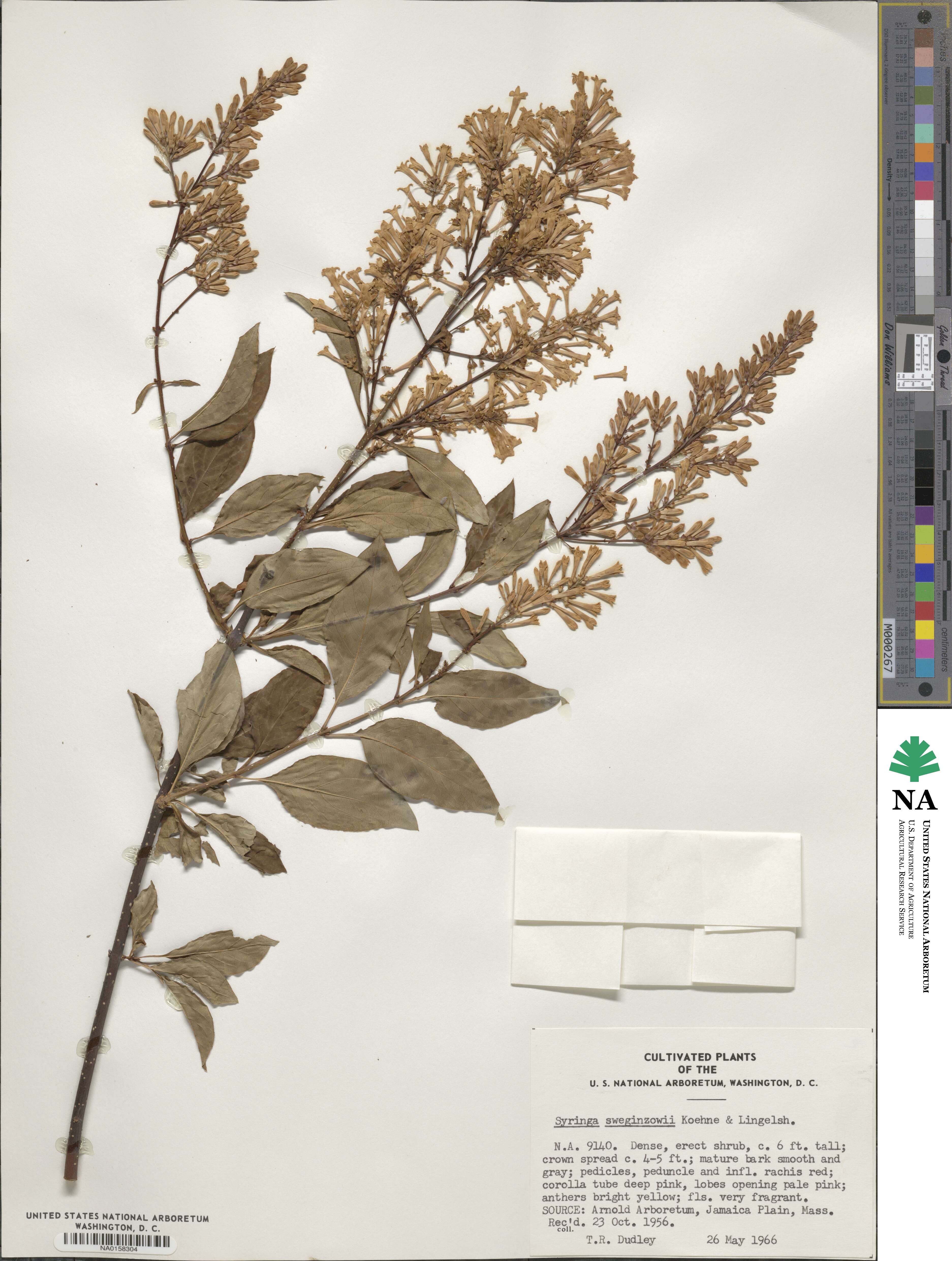 Syringa tomentella subsp. sweginzowii image