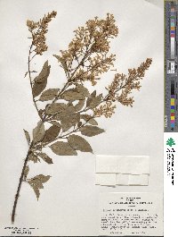 Syringa tomentella subsp. sweginzowii image