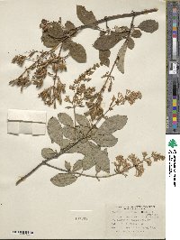 Syringa tomentella subsp. sweginzowii image