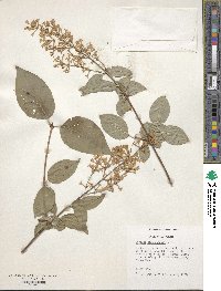 Syringa tomentella subsp. sweginzowii image