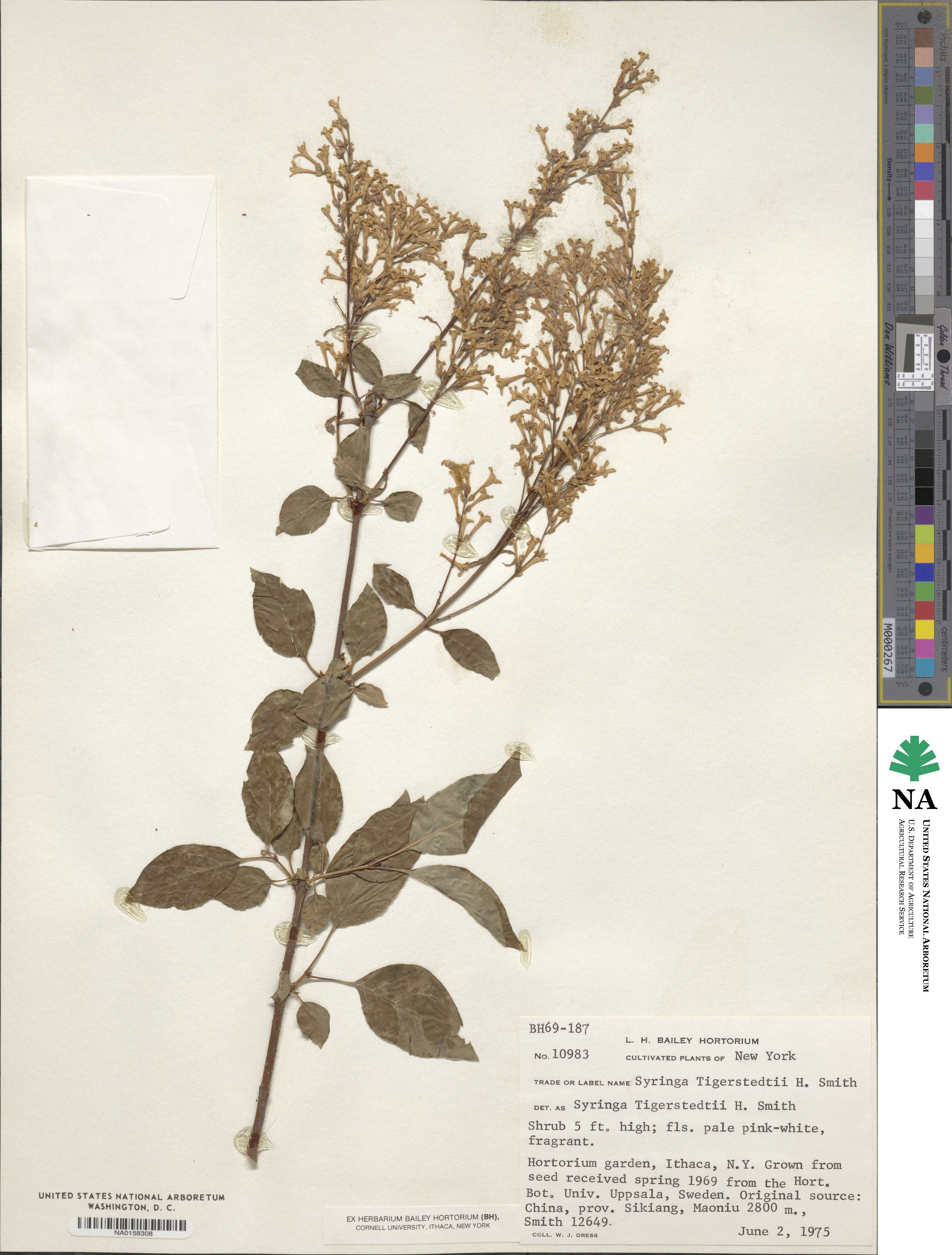 Syringa tomentella subsp. sweginzowii image