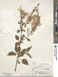 Syringa tomentella subsp. sweginzowii image