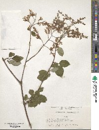 Syringa tomentella subsp. sweginzowii image