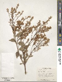 Syringa tomentella image