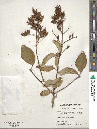 Syringa tomentella image