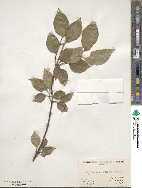 Syringa tomentella image