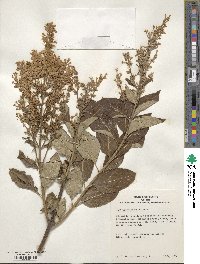 Syringa pubescens image