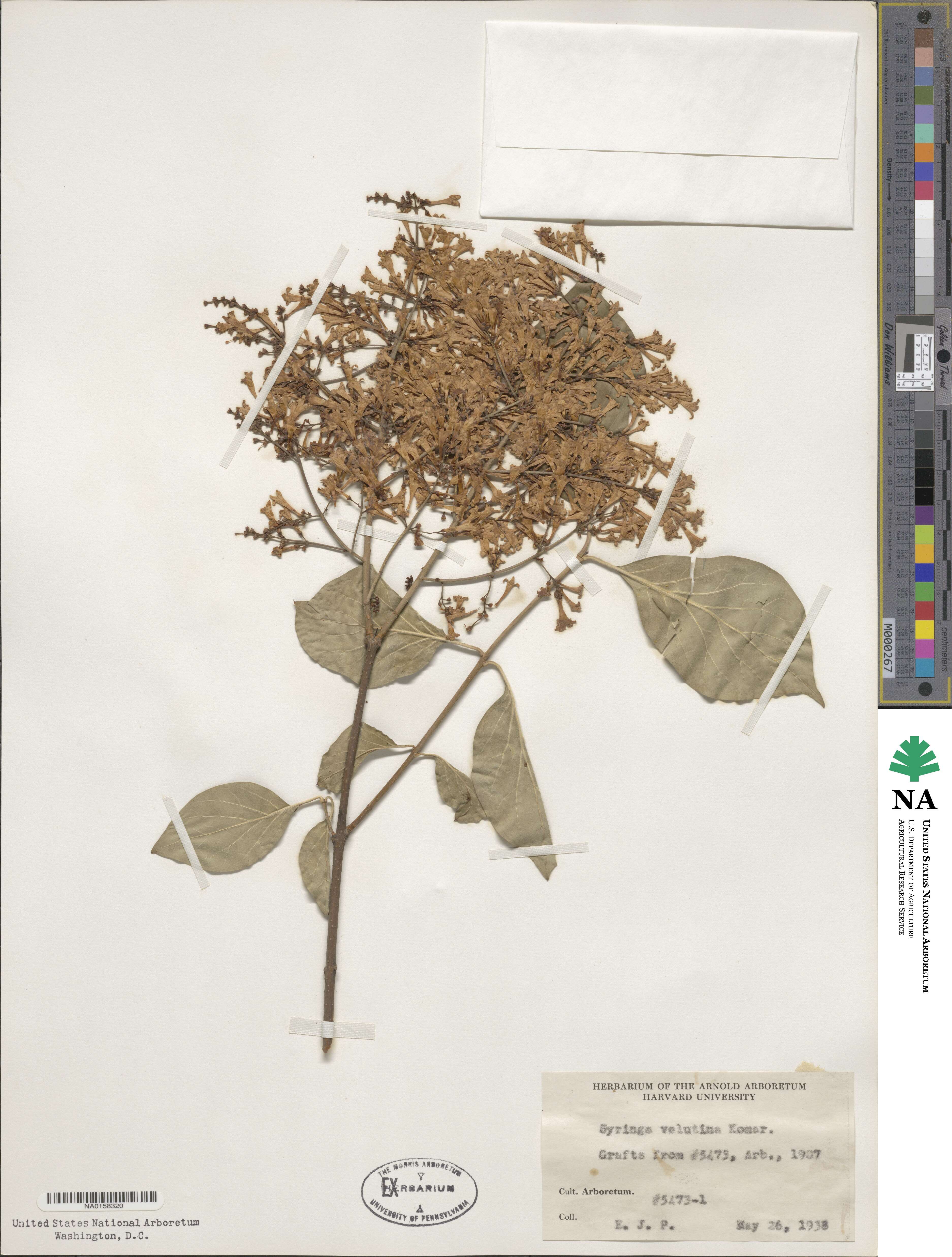 Syringa pubescens subsp. patula image