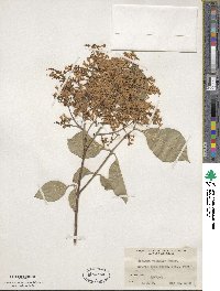 Syringa pubescens image