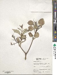 Syringa pubescens subsp. patula image