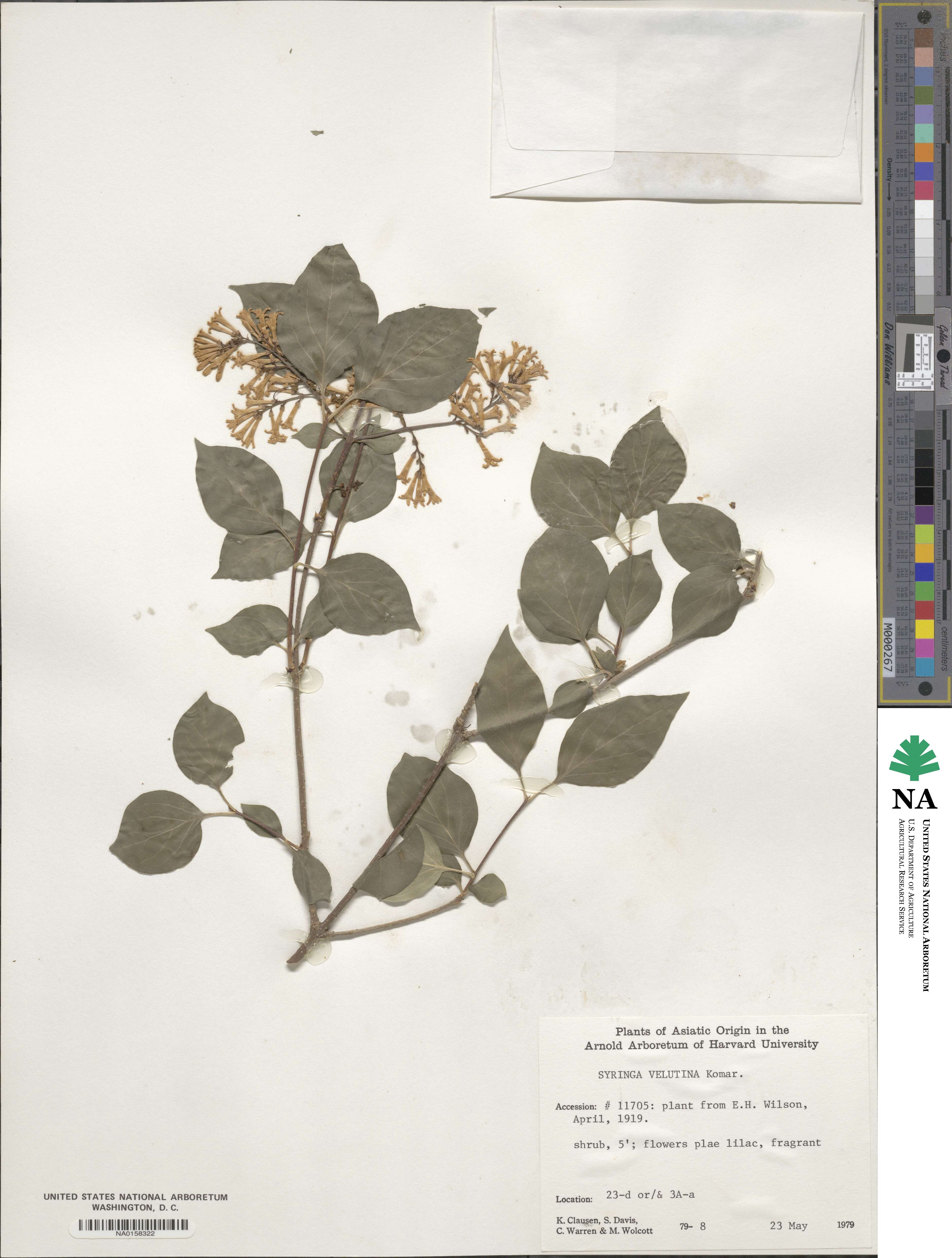 Syringa pubescens image