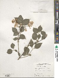 Syringa pubescens subsp. patula image