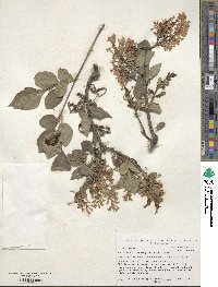 Syringa pubescens image