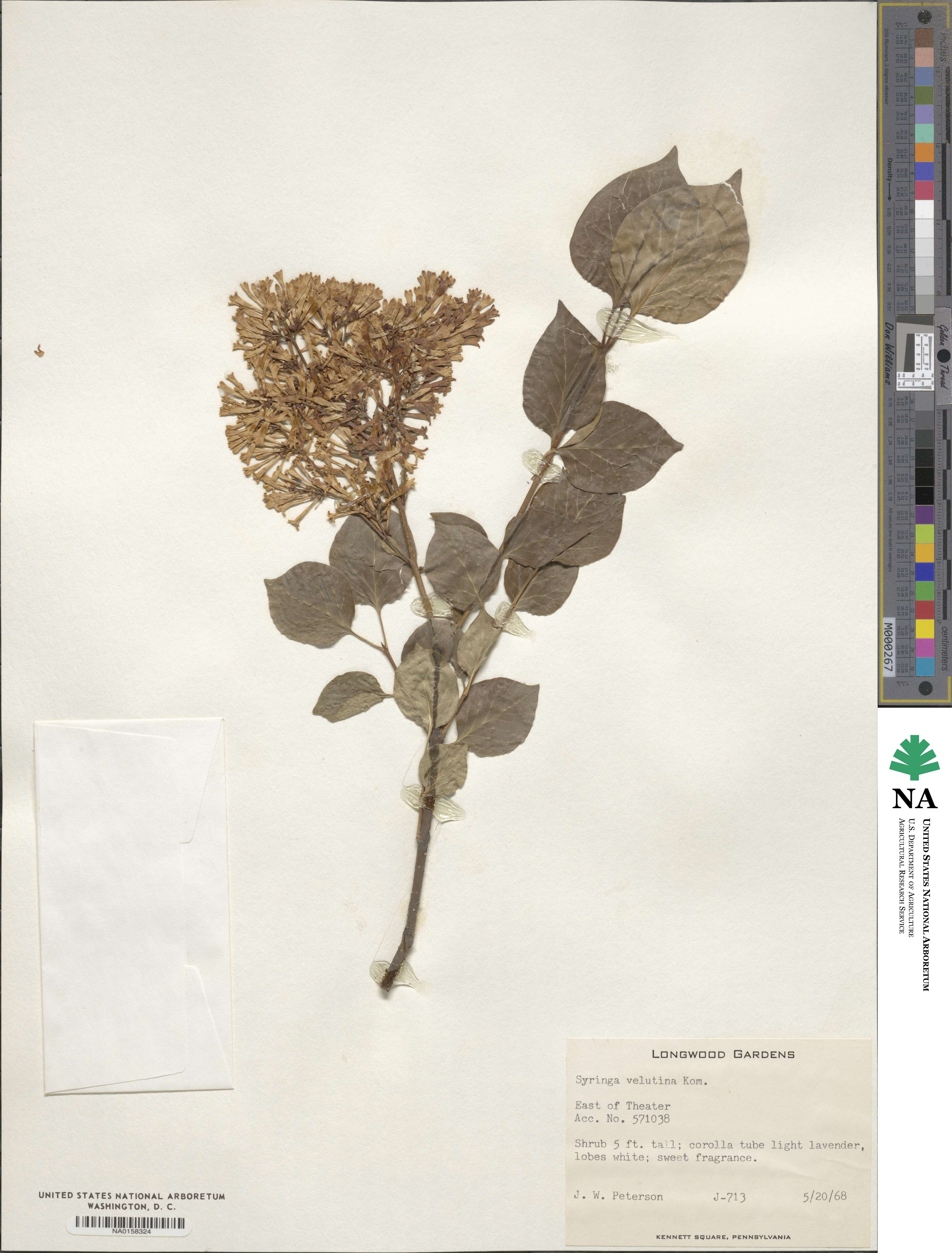 Syringa pubescens image