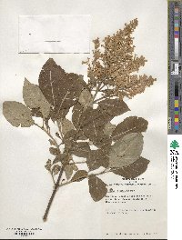 Syringa pubescens subsp. patula image