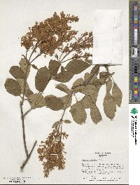 Syringa pubescens subsp. patula image