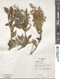 Syringa pubescens image