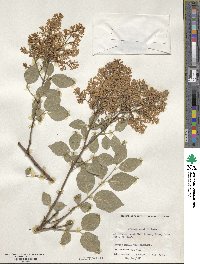 Syringa pubescens image