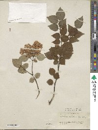 Syringa pubescens image