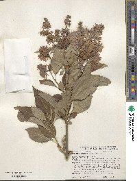 Syringa villosa image