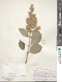 Syringa villosa image