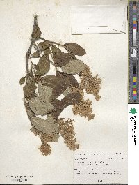 Syringa villosa image