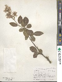 Syringa villosa image