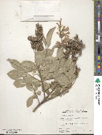 Syringa villosa image