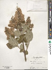 Syringa villosa image