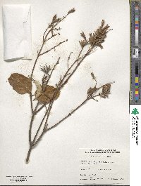 Syringa villosa image