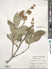 Syringa villosa image