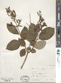 Syringa villosa image