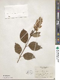 Syringa villosa image