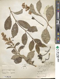 Syringa villosa image