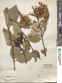 Syringa villosa image