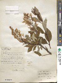 Syringa villosa image