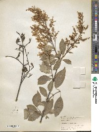 Syringa villosa image