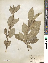 Syringa villosa image