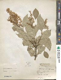 Syringa villosa image