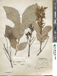 Syringa villosa image