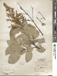 Syringa villosa image