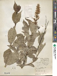 Syringa villosa image