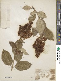 Syringa villosa image